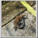 Zootoca vivipara - Waldeidechse 16 jung.jpg